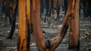 Compounding Tragedy - Reflection on the Australian bushfires - Photo by Jo-Anne McArthur, Unsplash
