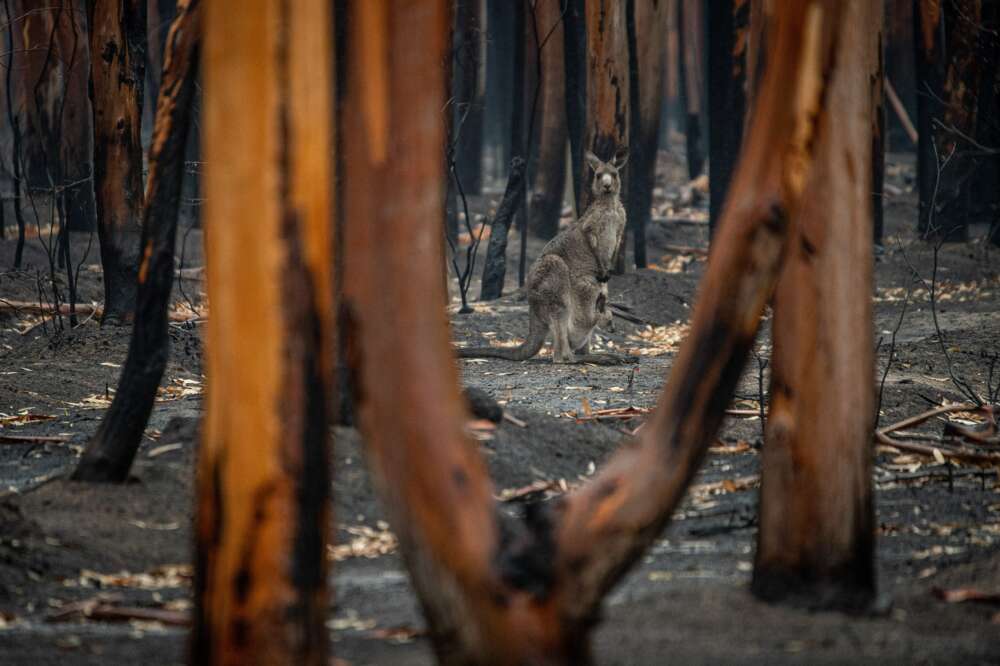 Compounding Tragedy - Reflection on the Australian bushfires - Photo by Jo-Anne McArthur, Unsplash